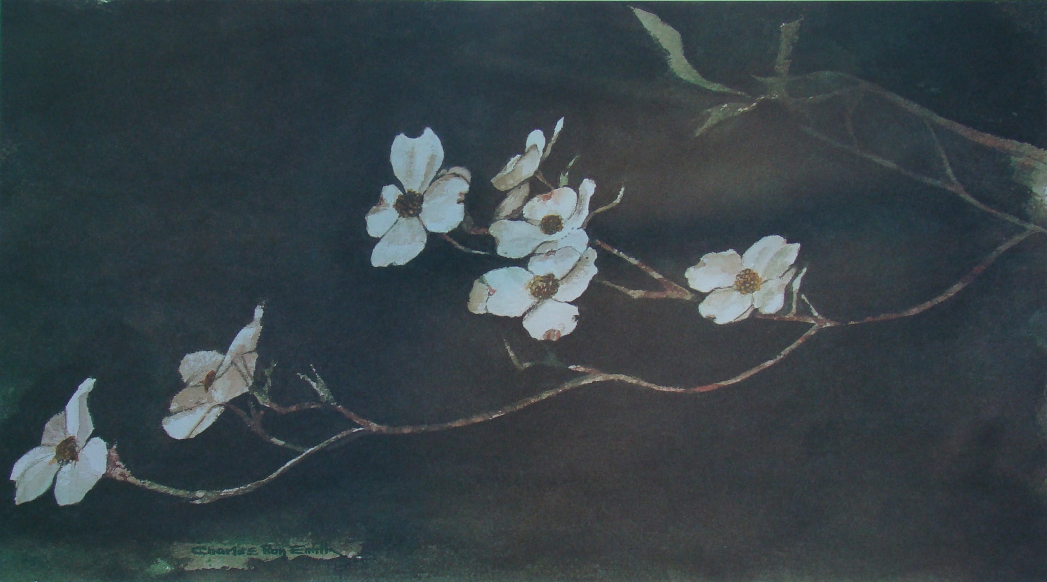 Georgia Dogwood- Limited Edition Print – Charlesroysmith